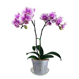 4" Slotted Clear Orchid Pots - 3 Pack (White Pearl)