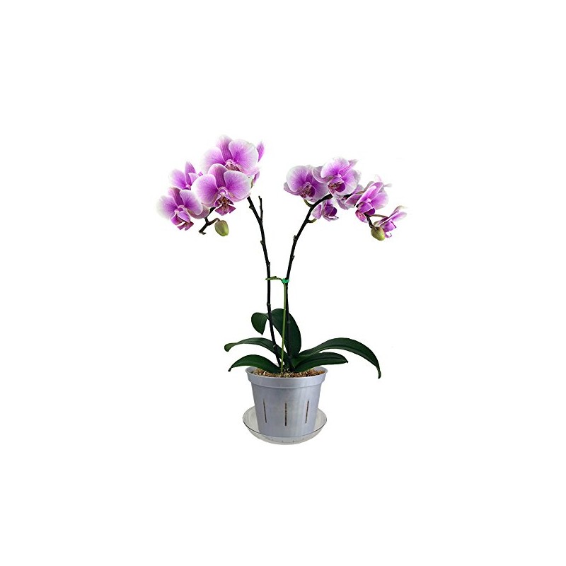 4" Slotted Clear Orchid Pots - 3 Pack (White Pearl)