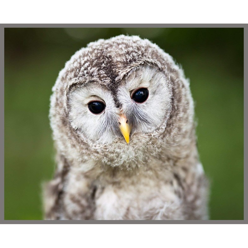 Brainstorm Toys Outdoor Adventure, Camping Projector