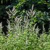 Outsidepride Pennyroyal Flower - 5000 Seeds