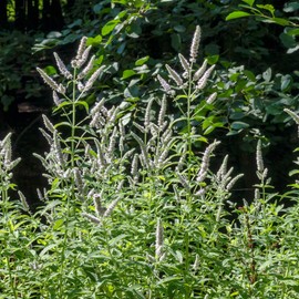Outsidepride Pennyroyal Flower - 5000 Seeds