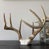 Bone Collector The Change Up Antler Mounting Kit with Skull
