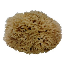 Small Natural Sponge aprox 6 to 7 inch Diameter