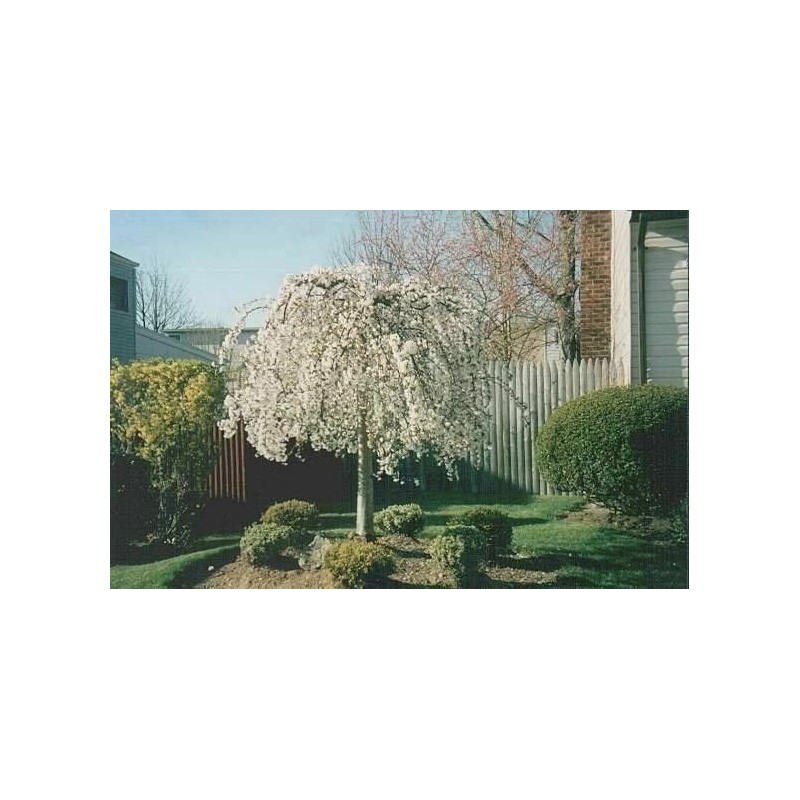 Tree 2 Weeping Cherry Trees - 6-12" Tall Seedlings -