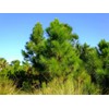 Slash Pine Tree | 3 Live Plants | Pinus Elliottii