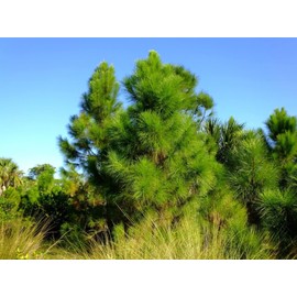 Slash Pine Tree | 3 Live Plants | Pinus Elliottii | Fast Growing Stately Shade Tree