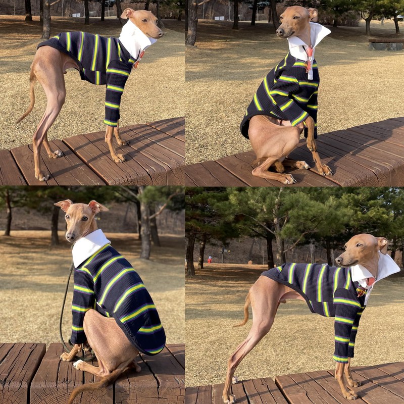 D DOGGY STAR - playera elástica con cuello para perros