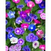 KIRA SEEDS - Seeds Mexican Marigolds Flowering Mix - Annual