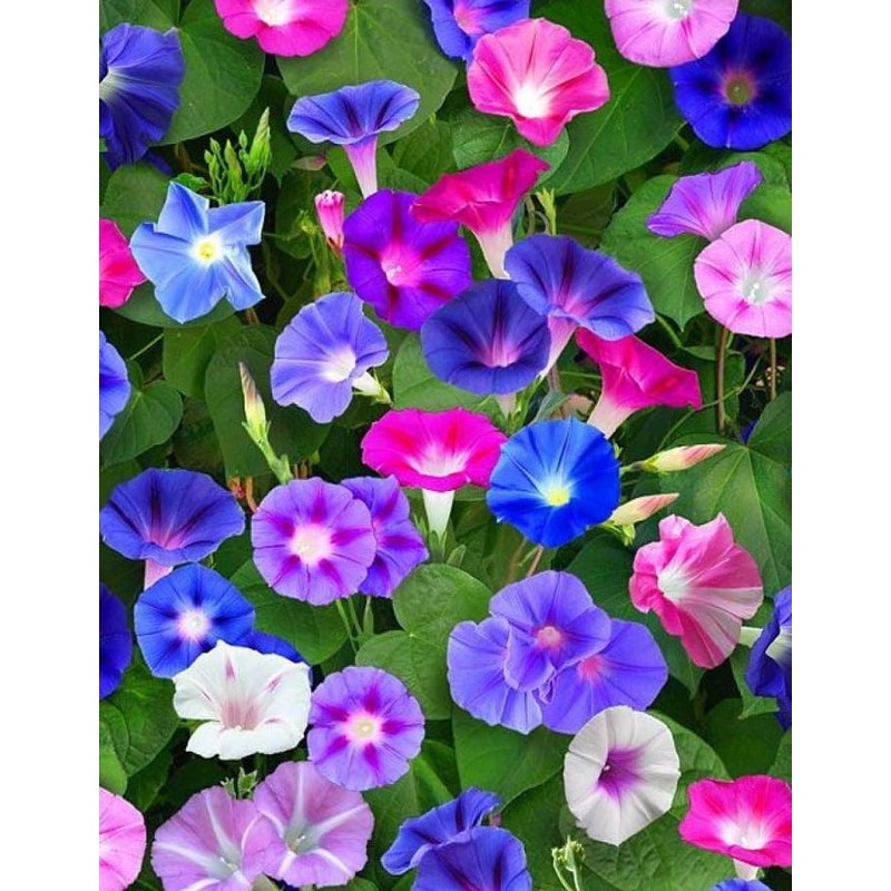 KIRA SEEDS - Seeds Mexican Marigolds Flowering Mix - Annual