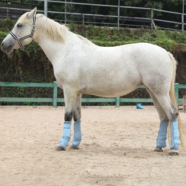 LEAFOREST Horse Fly Boots Set of 4 - Non Slip Leg Protection for Donkey Mini Pony Draft, Breathable Mesh Fly Boots for Pasture & Barn Use Light Blue Full