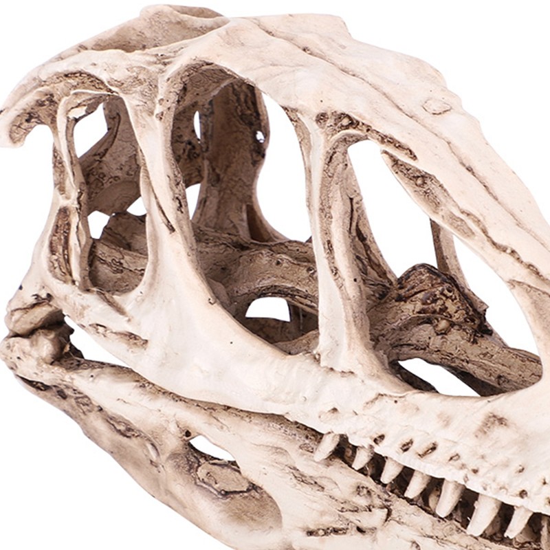 Resin Dinosaur Skull Model Simulated Animal Skeleton Home Office Decor