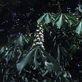 Feel Bach! Flower Essence Dropper White Chestnut, 20ml, 0.7 Fl Oz