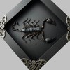 Real Framed Scorpion Dead Insect Dried Bug Beetle Lover Black