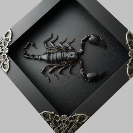 Real Framed Scorpion Dead Insect Dried Bug Beetle Lover Black Frame Shadow Box Taxidermy Oddity Collectables Specimen Decoration Reading Tabletop Wall Art Home Decor Living Gallery K12-51-DE