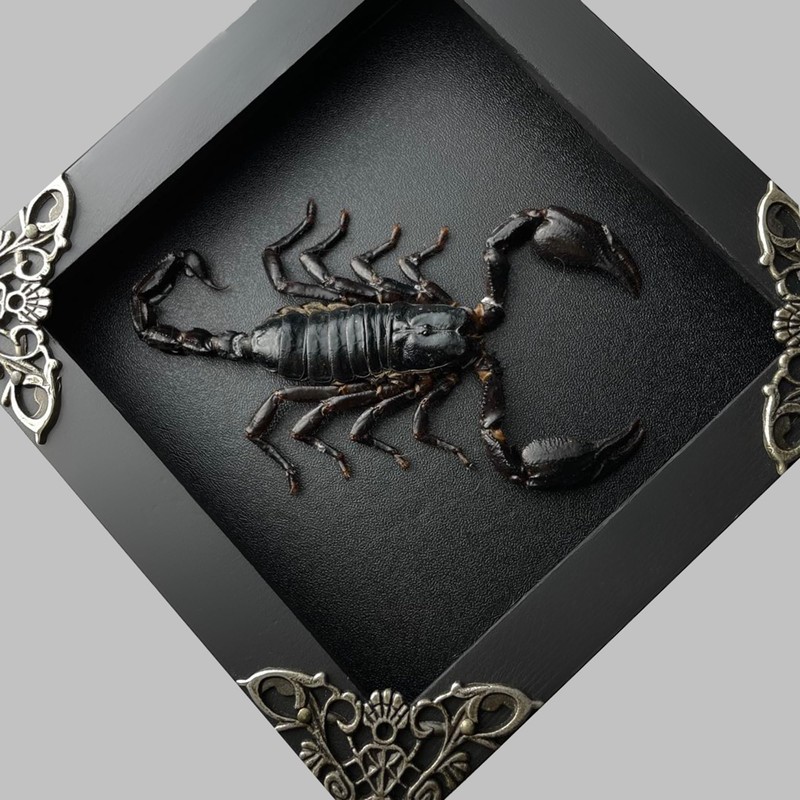 Real Framed Scorpion Dead Insect Dried Bug Beetle Lover Black