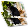 2 x 10cm Rectangle Vinyl Stickers - Cute Kittens Black