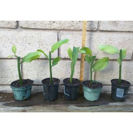 1 Well Rooted of Epiphyllum Orchid Cactus Queen Of The Night Oxypetalum Cereus Plant