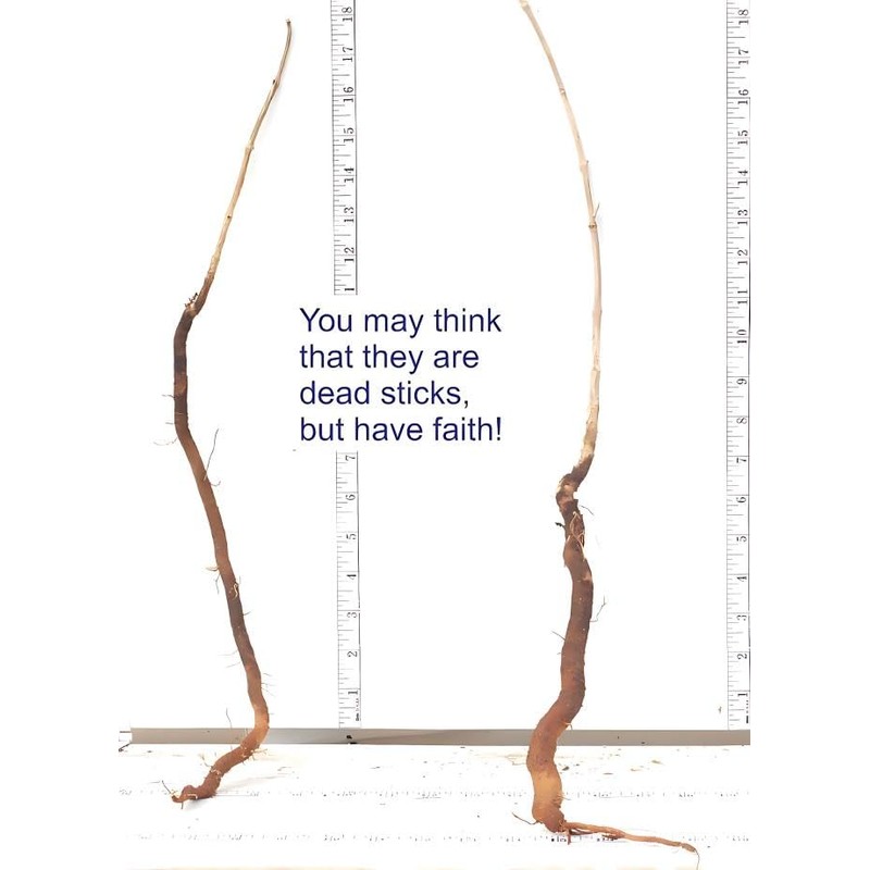 Classy Groundcovers, Trumpet Creeper, Cow Itch Vine, Hummingbird Vine, Trumpet