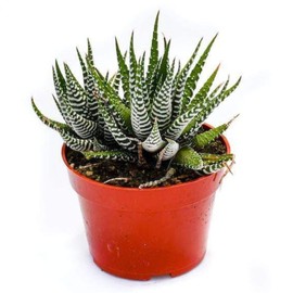 Live Haworthia Succulent Plant – Fully Rooted Large 4-Inch Haworthia Succulent (Haworthia Super White Zebra Plant)