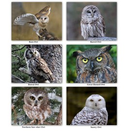 Small World Greetings Owl Notecards with Identification on Back 12 Count - Blank Inside with Envelopes - A2 Size (5.5”x4.25”)
