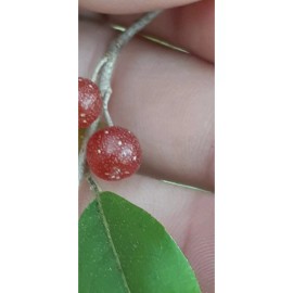 Abbott Farms Autumn Olive Berries For Planting Fresh Vernalized Organic No Pesticides 30 Ct