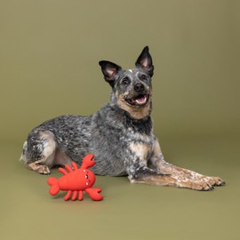 Fringe Studio Latex Dog Toy, Snappy and Happy, Pet Shop Collection (366098)