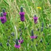 Outsidepride Purple Prairie Clover Seeds - 1000 Pcs Perennial Seeds