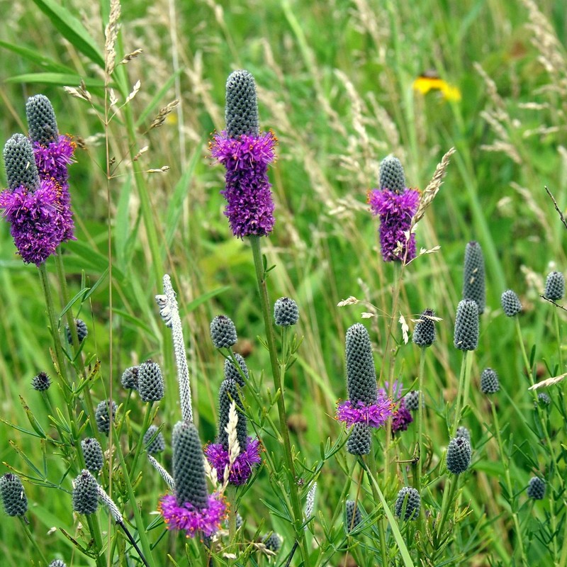 Outsidepride Purple Prairie Clover Seeds - 1000 Pcs Perennial Seeds