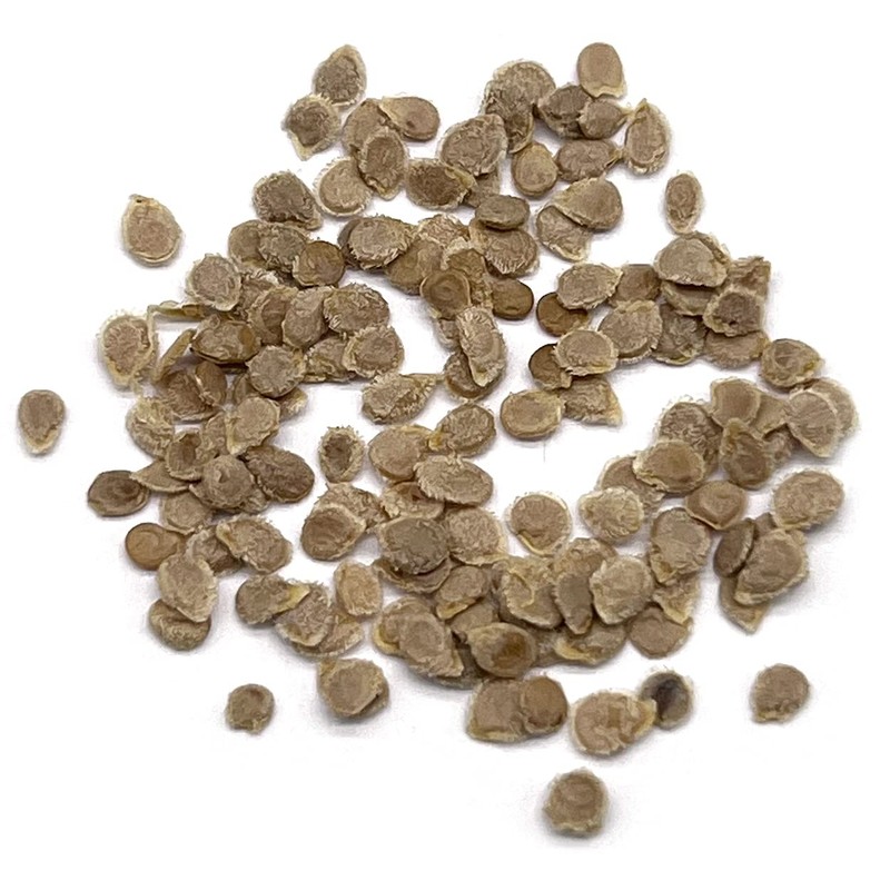 Organic Tomato Seeds (Roma) - Approx 75 Seeds - USDA