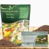 Outsidepride Iceland Poppy Seeds for Planting Outdoors - 5000 Pcs.