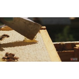 Prairie River Honey Farm Fresh Royal Jelly 5 oz Jar (142 grams of Pure Royal Jelly)