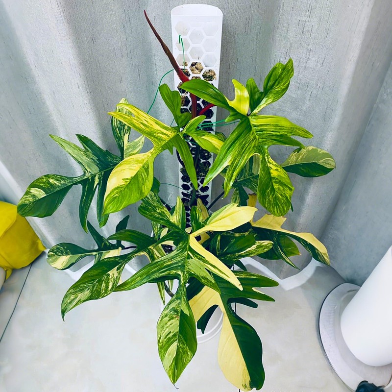 D Shape Sphagnum Moss Pole for Climbing Plants - 6