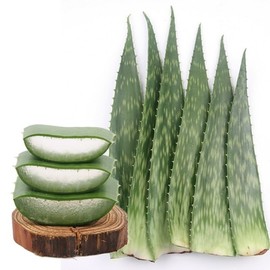 Saint Aloe Sapolaria 8kg / 생 알로에 사포나리아 8kg