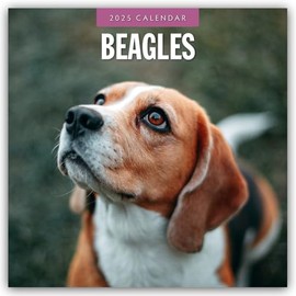 Beagles – Beagle 2025 – 16-Monatskalender: Original Red Robin Publishing Ltd-Kalender [Mehrsprachig] [Kalender] (Wall-Kalender)