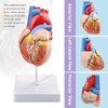 Human Heart Model Life Size Medical Heart Model for Anatomy,