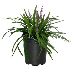 Grass 1 Gal. Big Blue Liriope Grass Plant