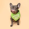 Nacho Average Dog Cinco De Mayo Dog Bandana (622 Green,