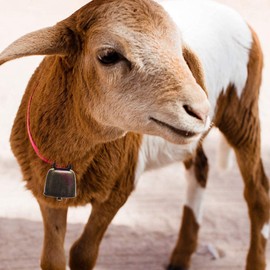 Stuurvnee 10pcs Cow and Horse Sheep Grazing Small Brass Bells,Cowbell Retro Bell Grazing Copper for Horse Sheep,Cowbell Noise Maker