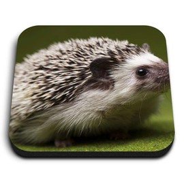 1 x Square MDF Fridge Magnet - Hedgehog Garden Wildlife British 8246