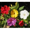 The Gardening World 100 Four O’Clock Formula Mix Flower Seeds