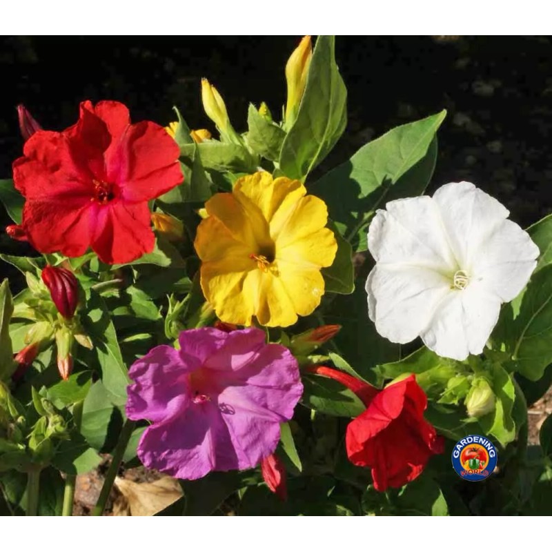 The Gardening World 100 Four O’Clock Formula Mix Flower Seeds