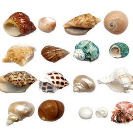 mozhixue 16pcs Hermit Crab Shells (8 Random Types) Medium Large Small Turbo Shells for Natural Hermit Crab House Decor Supplies, Conch Toy, Home Decor and Beach Decoration Opening Size 0.5" -2"