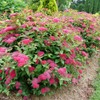 Proven Winners - Spiraea jap. Double Play Doozie (Spirea) Shrub,