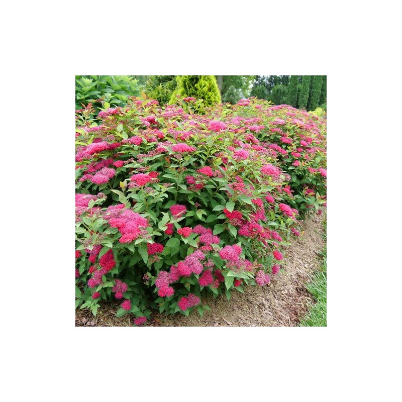Proven Winners - Spiraea jap. Double Play Doozie (Spirea) Shrub,
