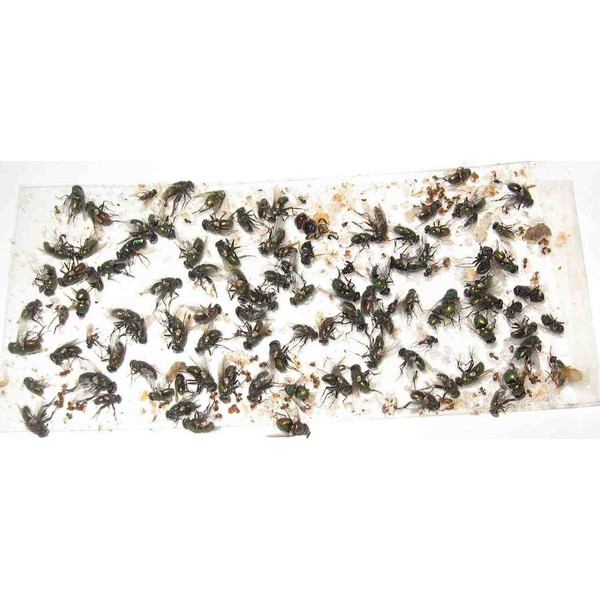 70 pk All Insect/Fly Traps/Sticky Strips/Glue Boards. Trap Flies, Bees, Wasps, Asian Beetles, etc.