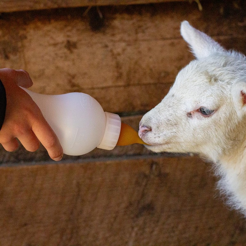BESS Small Animal Nursing Bottle, No Leak Nipple with Insert,