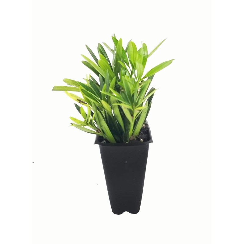 Dwarf Podocarpus Macrophyllus Pringles - 40 Live Plants - Dense