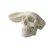 Zgood - Modelo anatómico de hueso de calavera con cabeza