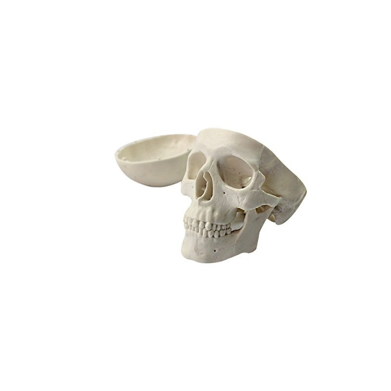 Zgood - Modelo anatómico de hueso de calavera con cabeza