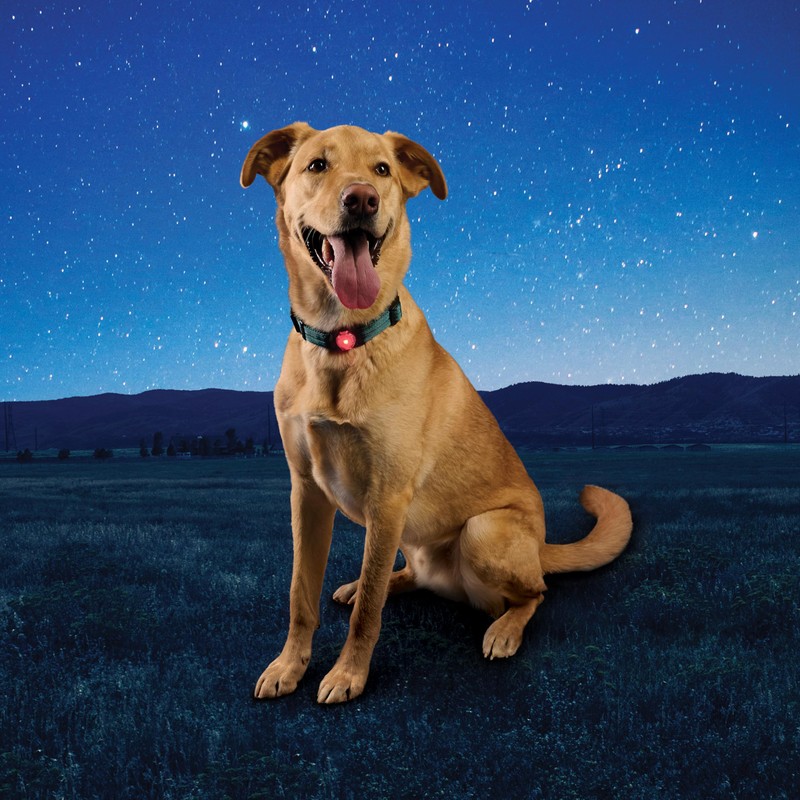 Nite Ize NiteDog Rechargeable Pet Light - Dog Light with
